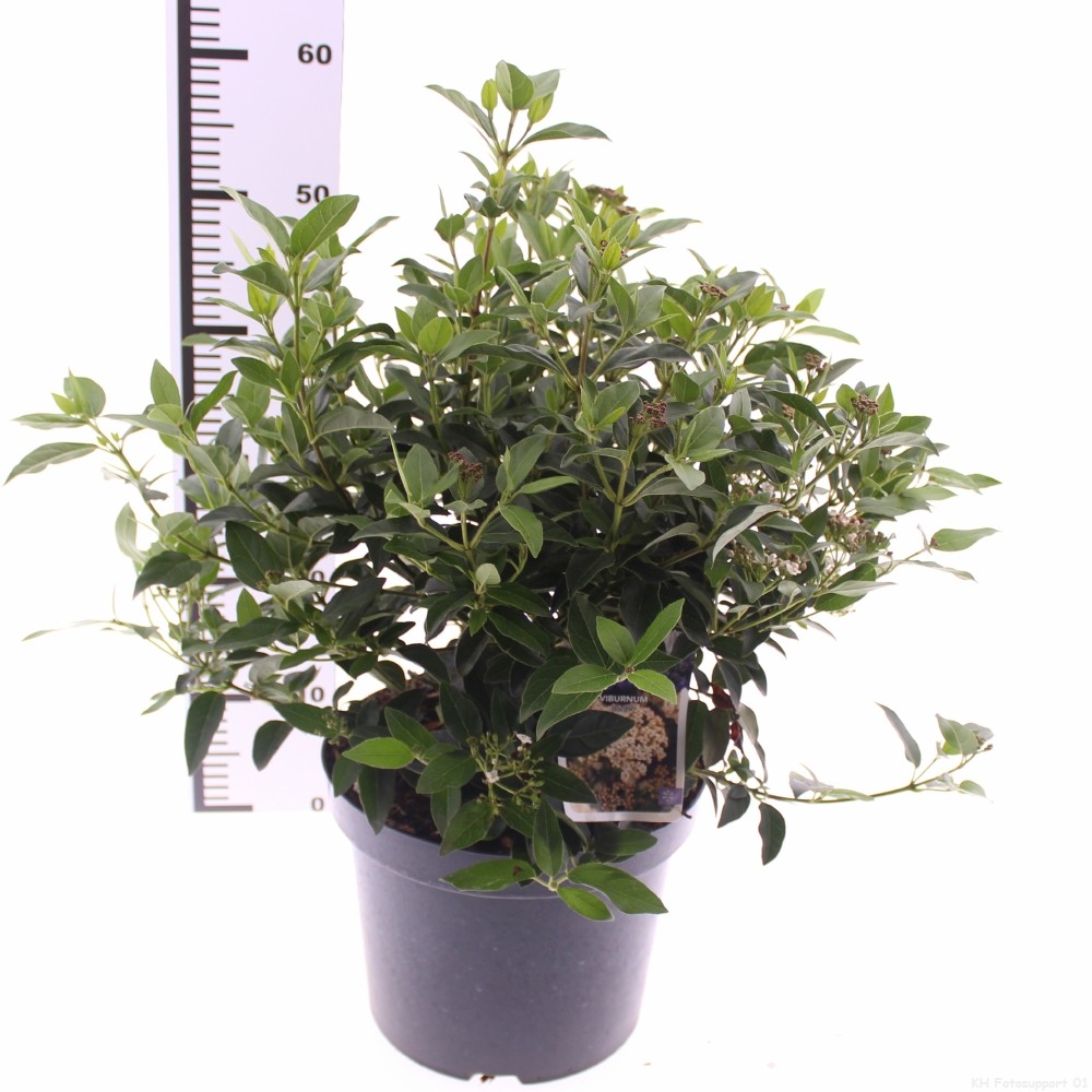 Picture of Viburnum tinus