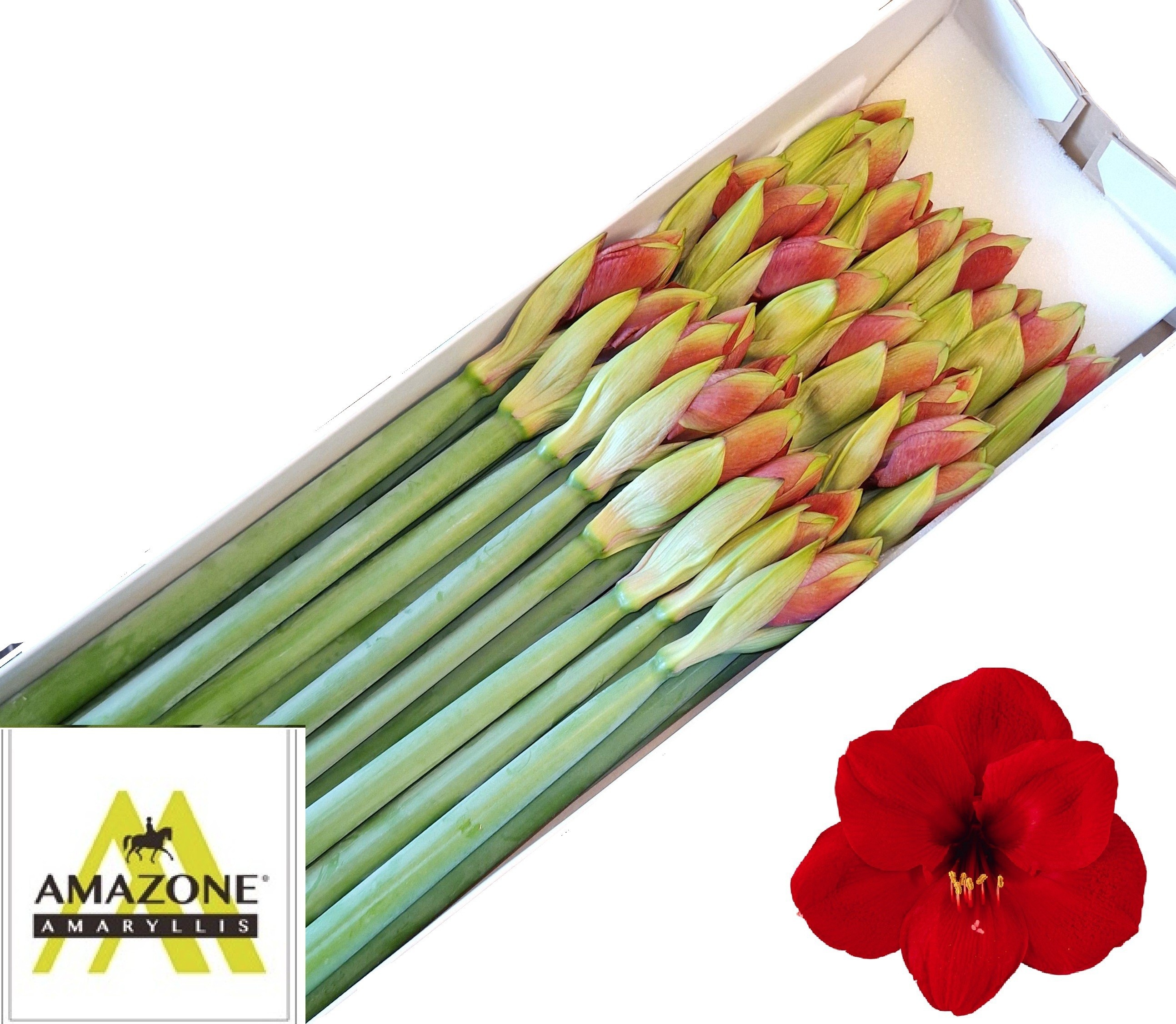 Hippeastrum Ferrari 2/4bl