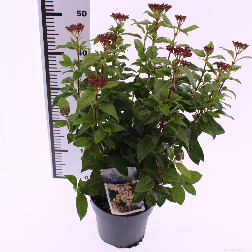 Picture of Viburnum tinus