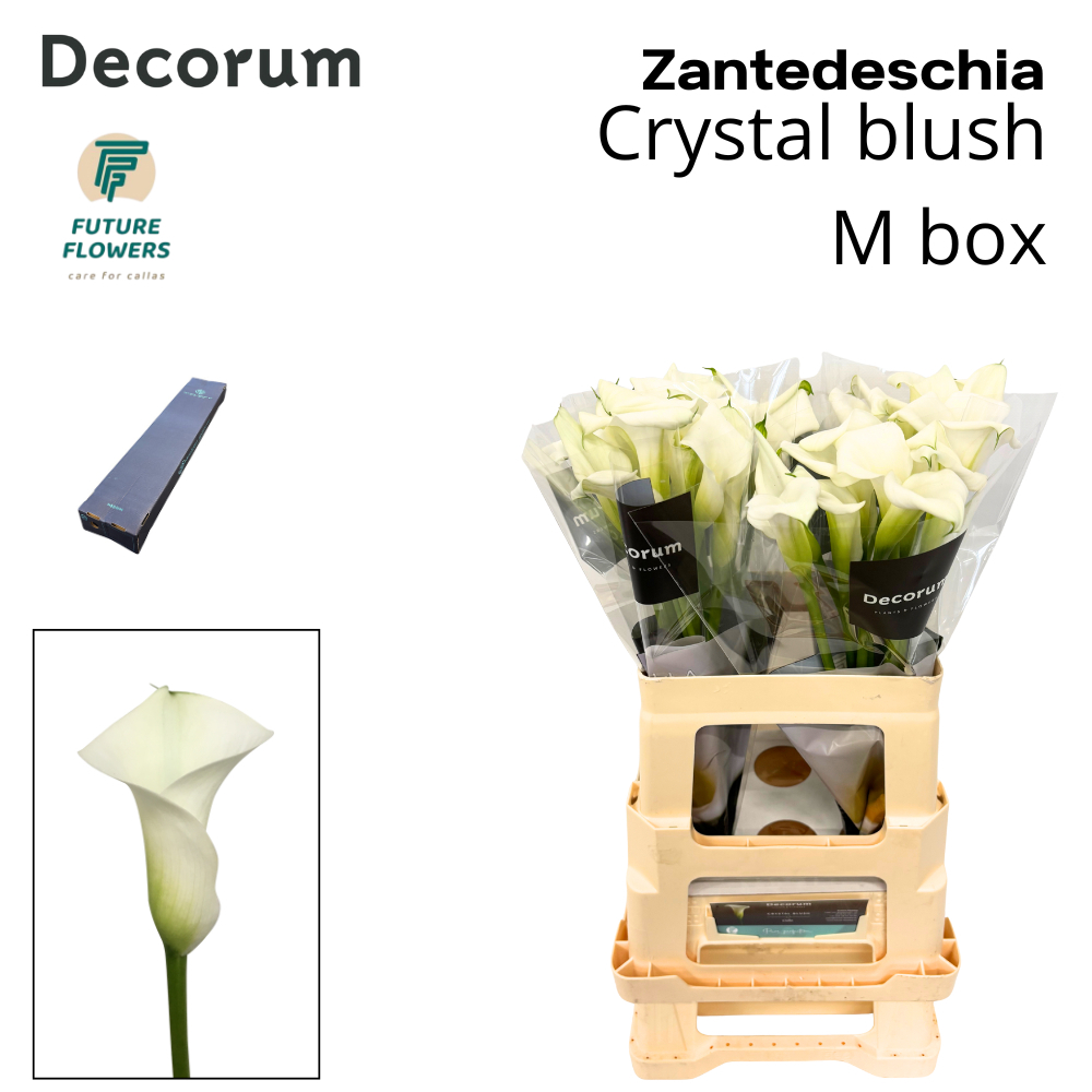 Zant Crystal Blush