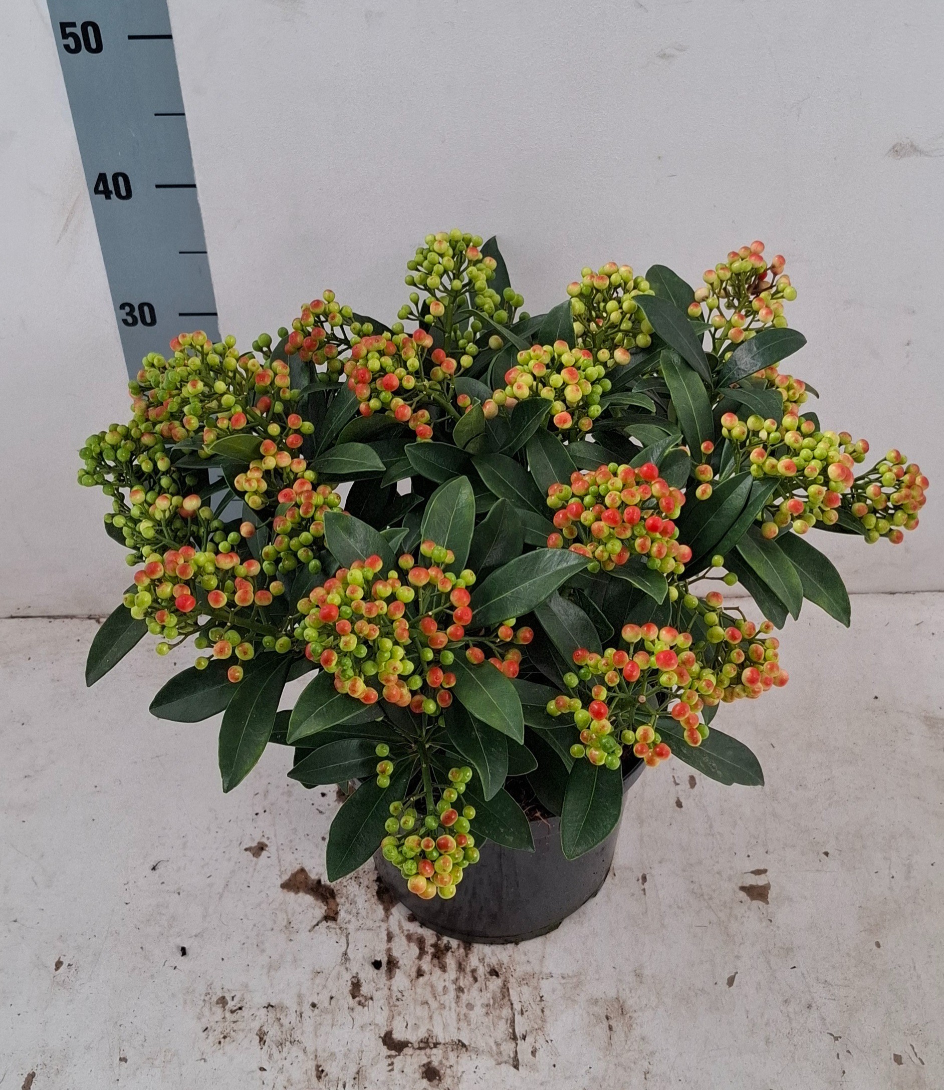Skimmia jap. 'Pabella' 20+ tros