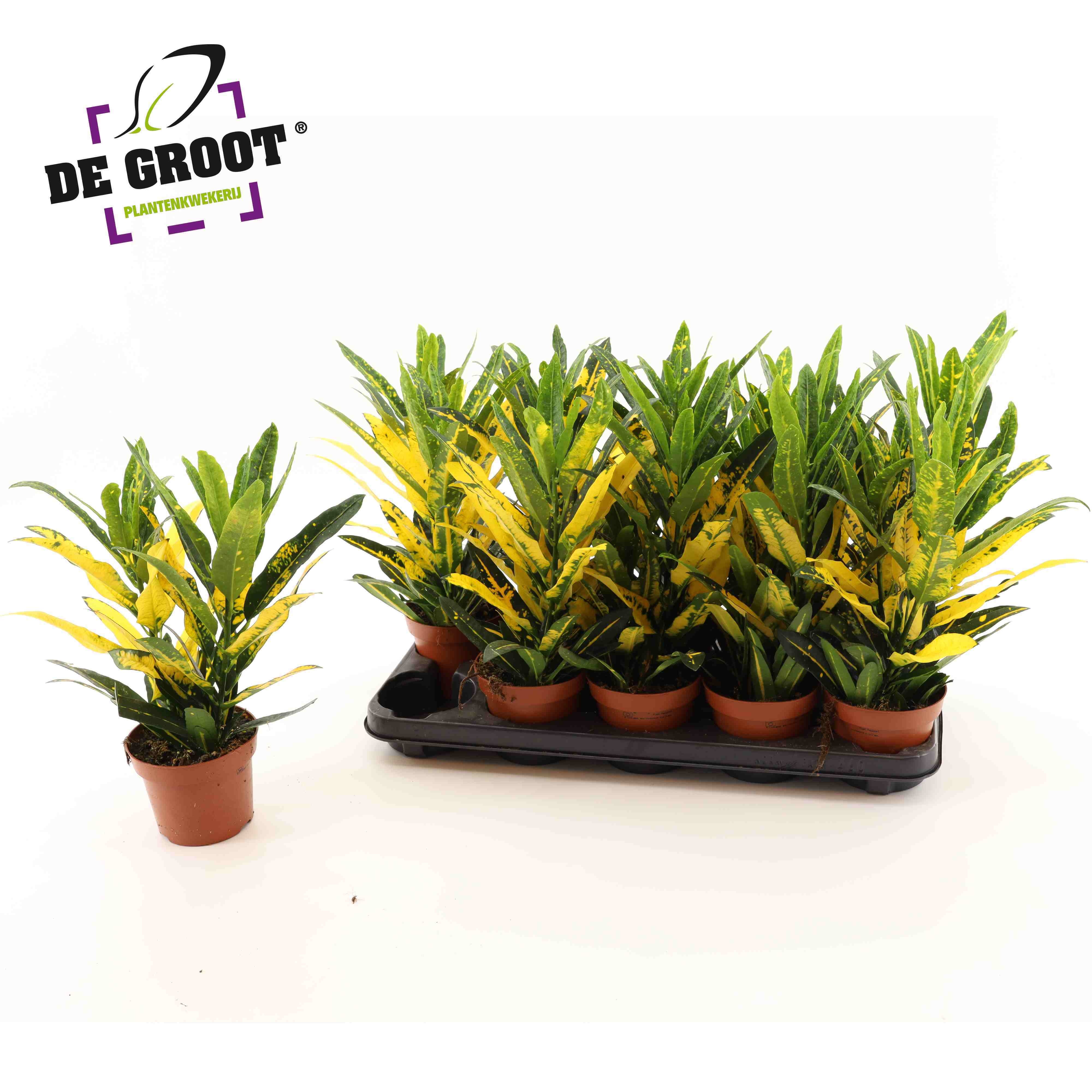 Cod Kl Sunny Star 12Ø 40cm