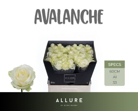 R Gr Avalanche+
