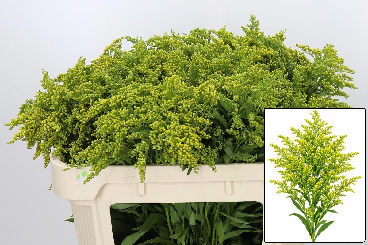 Solidago Golden Glory 70cm 25gram