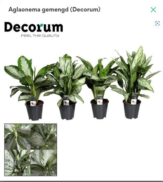 Picture of Aglaonema in varieties (Decorum) P17 60CM