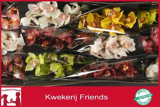 Cymbidium Asst 6bl