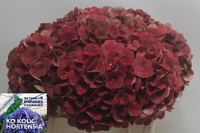 Hydrangea Terracotta 50cm 15Ø