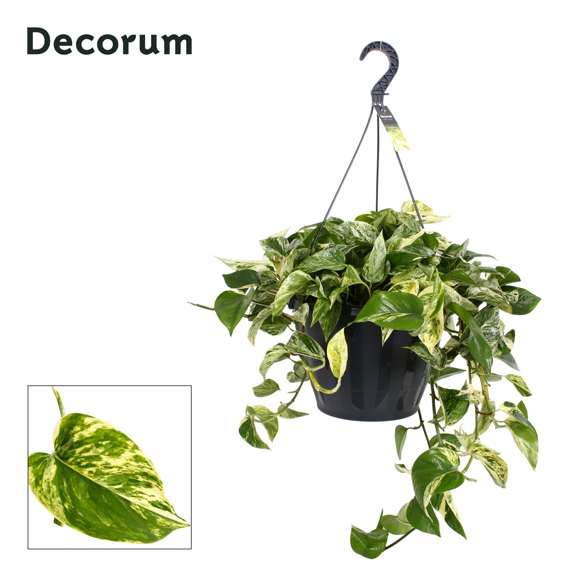 Epipremnum pinnatum 'Marble Queen' xxl