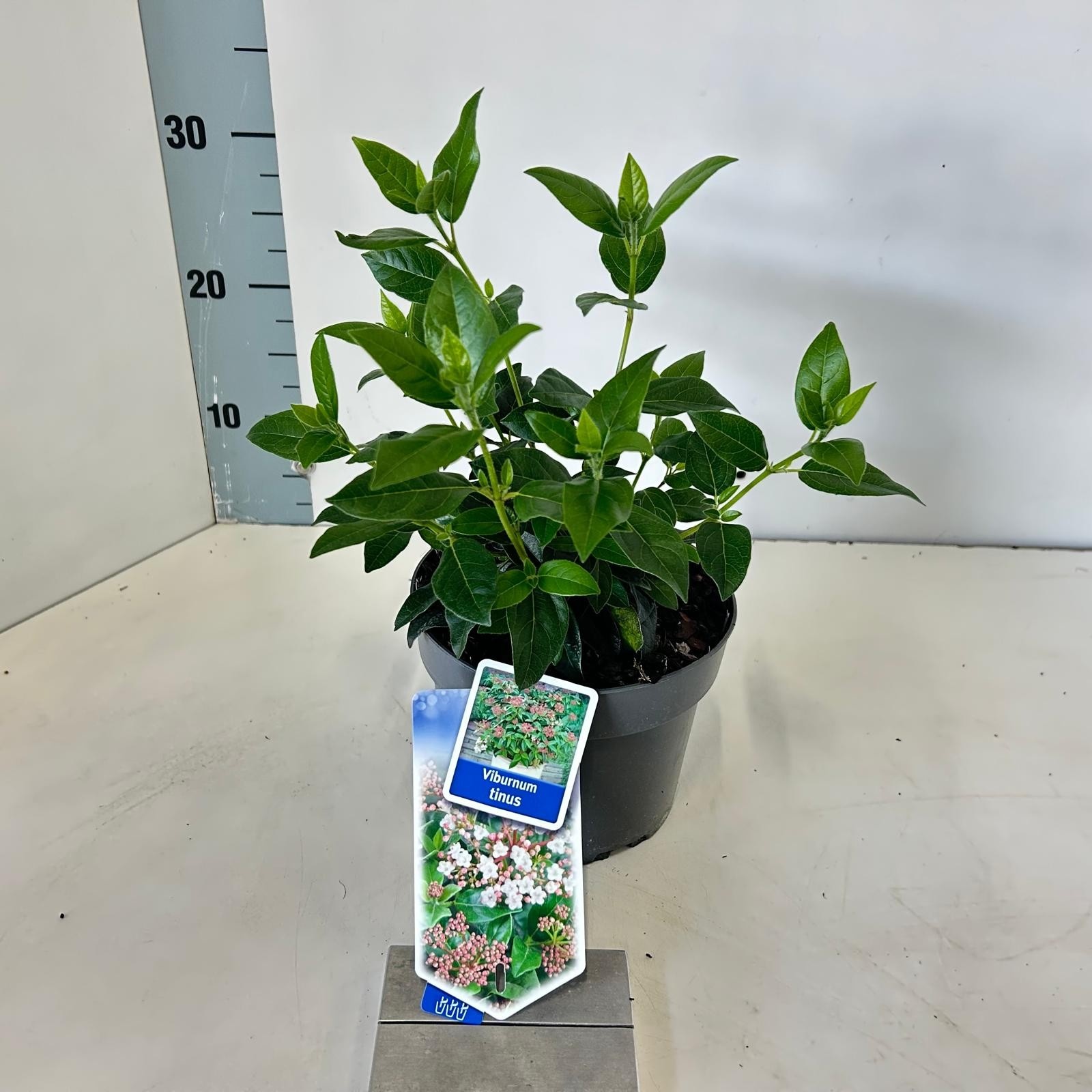 Picture of Viburnum tinus