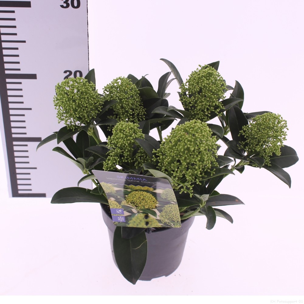 Picture of Skimmia jap. 'White Globe'