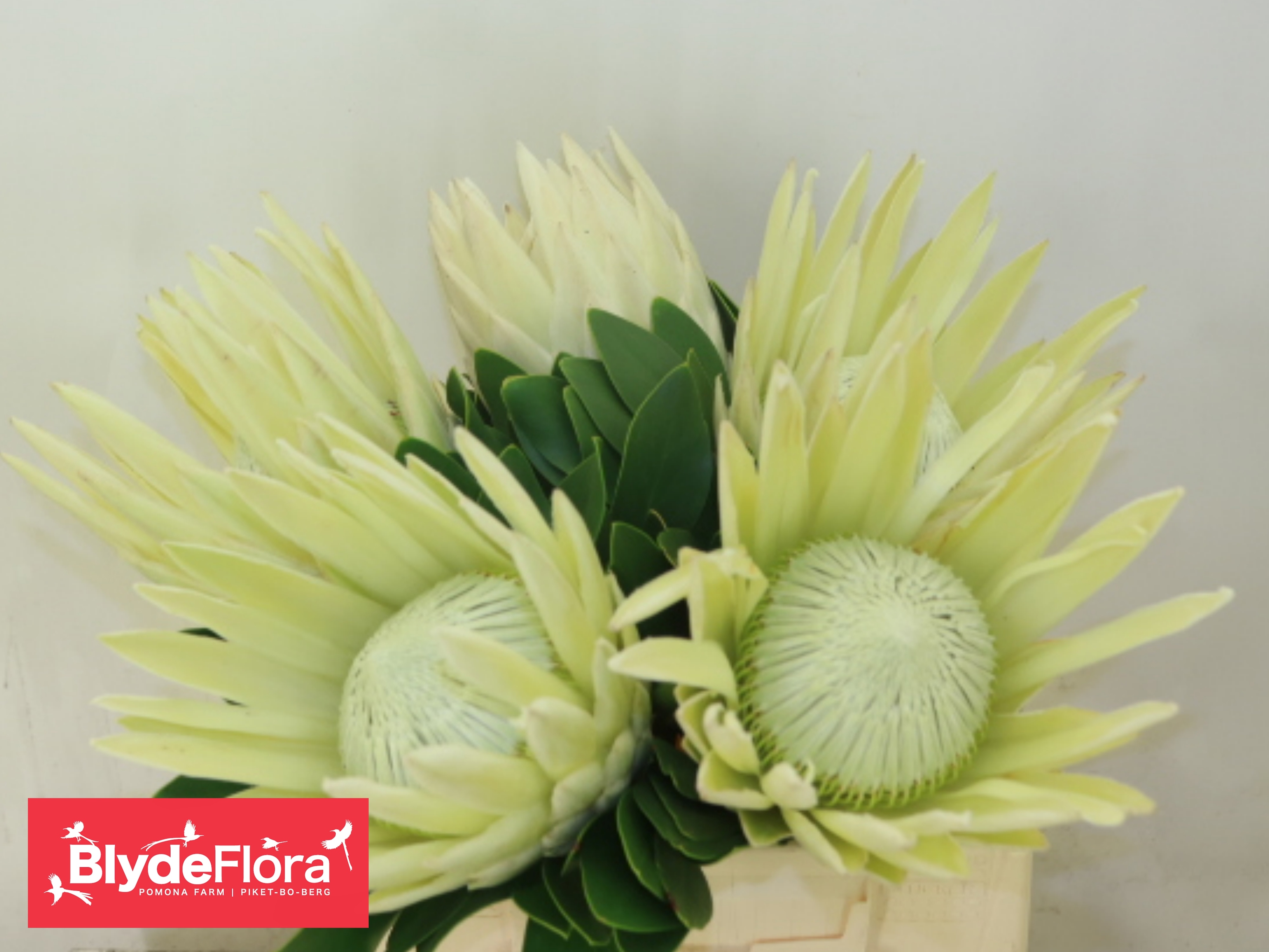 Protea Dave 40cm
