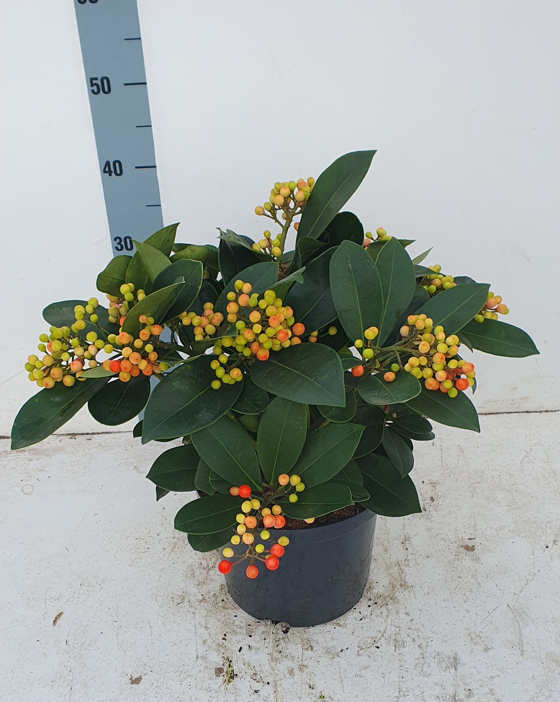 Picture of Skimmia japonica Veitchii P23 (5 Ltr) 10/+TRUSSES (LOOSE)