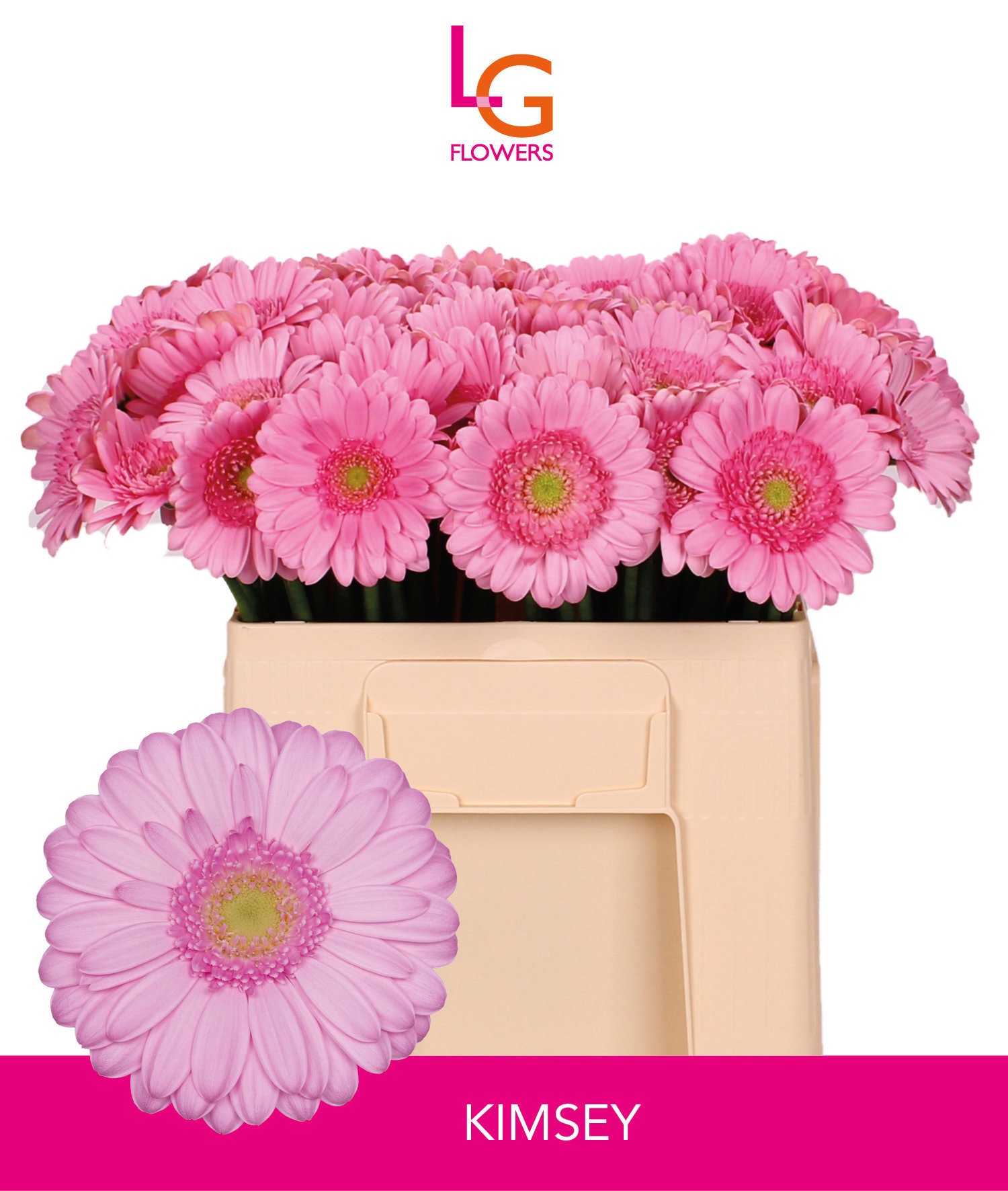 Gerbera Mini Kimsey