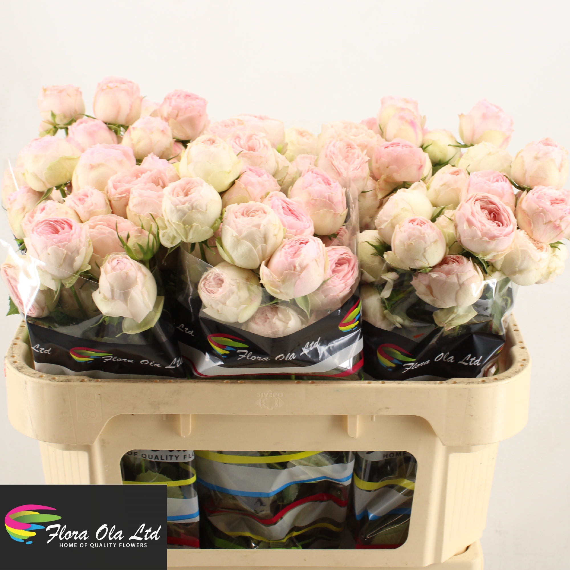Rosa Spray Mansfield Park 70cm