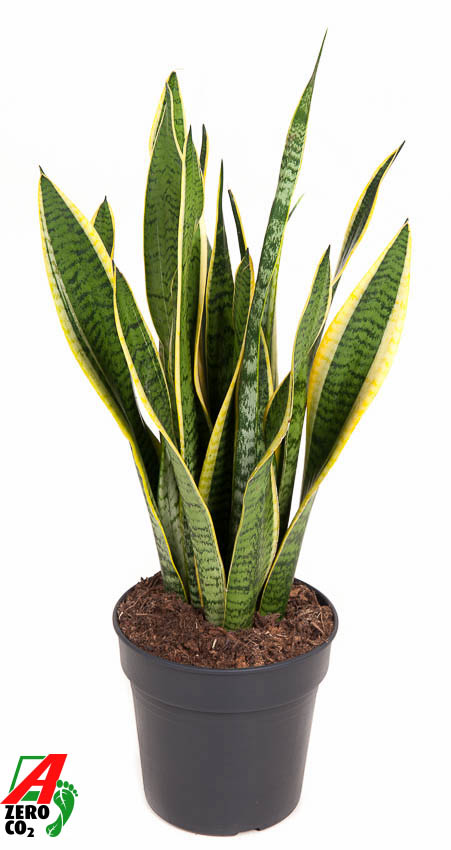 Picture of Sansevieria laurentii P19 70CM