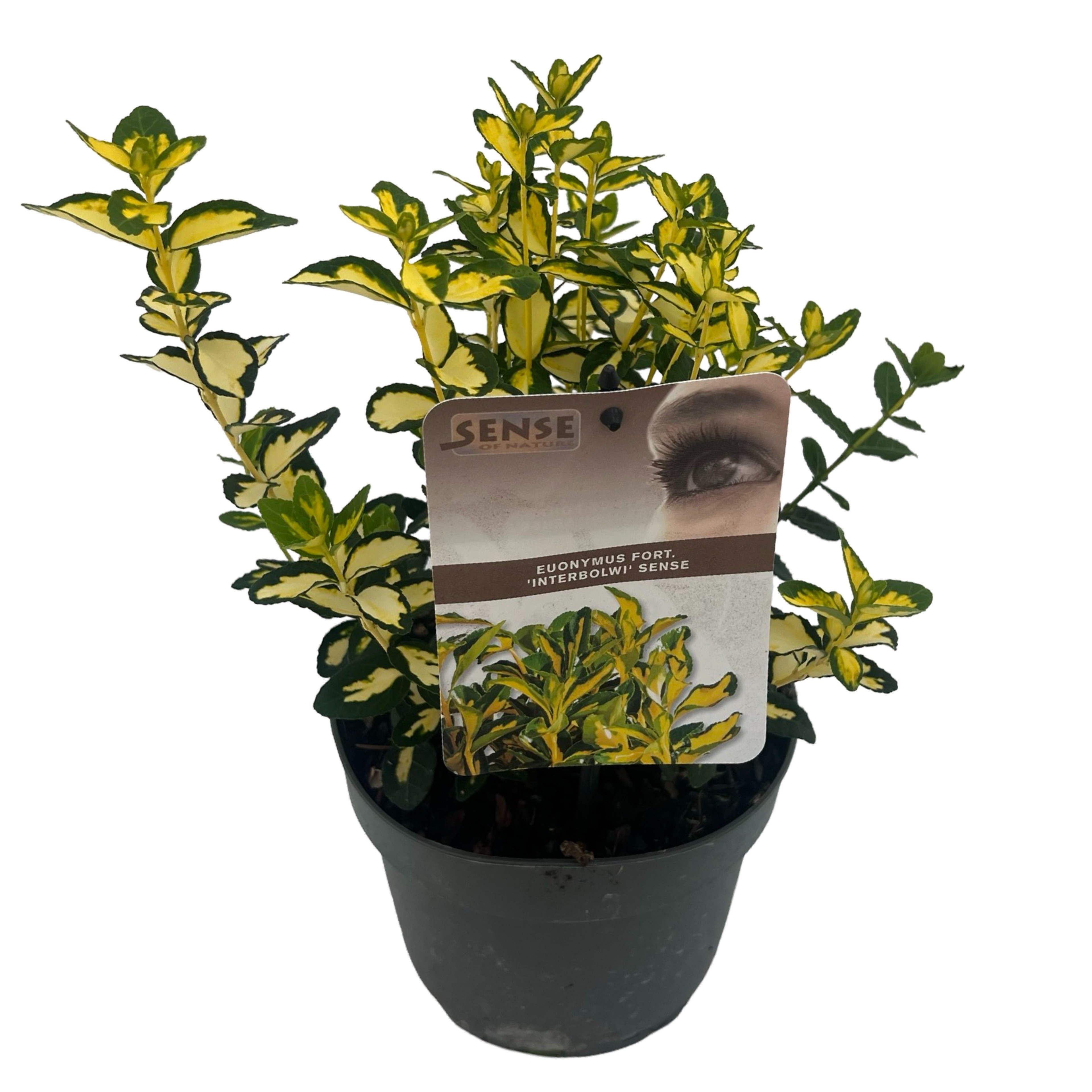 Picture of Euonymus fort. Blondy P17 (2 Ltr) (LOOSE)