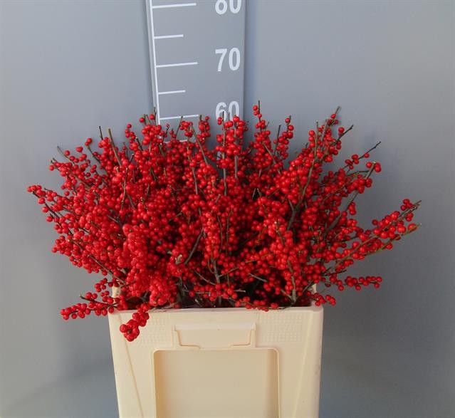 Ilex Verticlilata 60cm