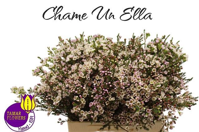 Chamelaucium Ella White 60cm 25gram
