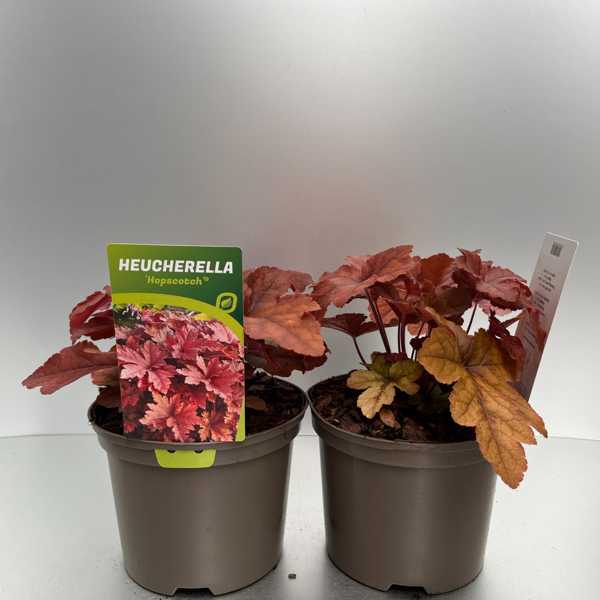 Picture of Heucherella Hopscotch P17 (2 Ltr)