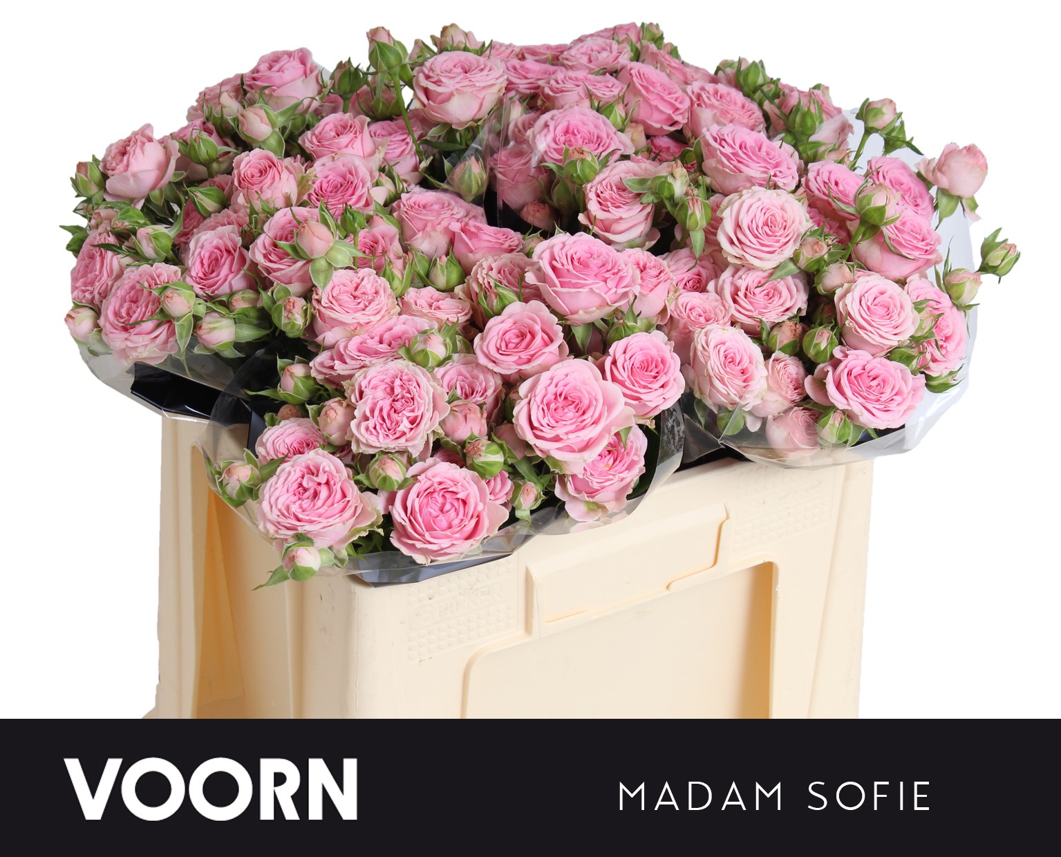 R Tr Madam Sofie