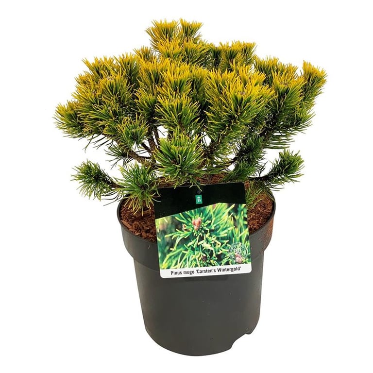 Picture of Pinus mugo 'Carsten's Wintergold'