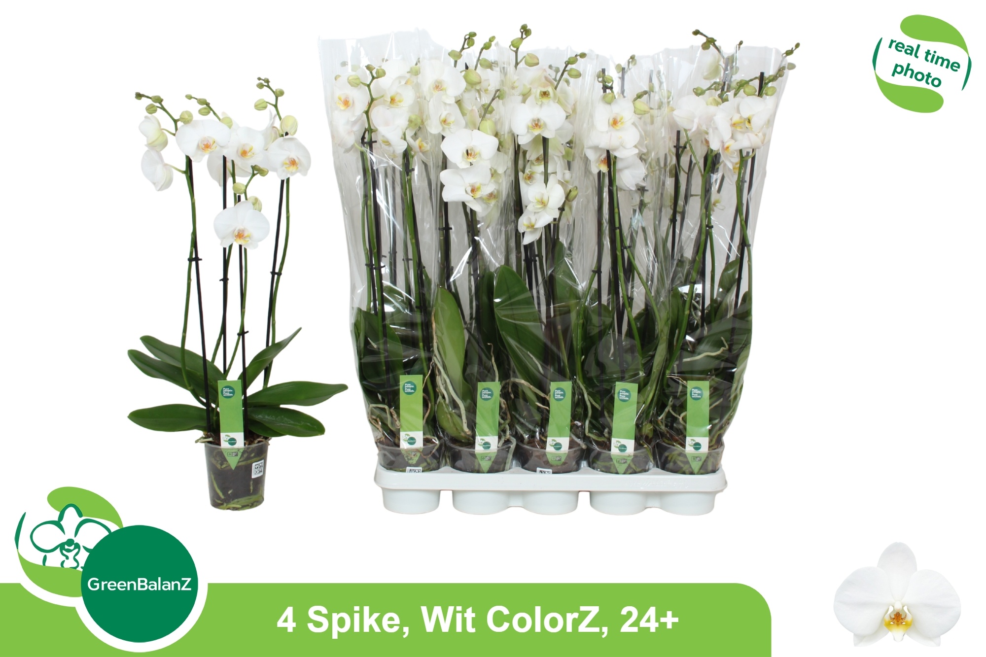Phalaenopsis White 2 Stem 12Ø 65cm
