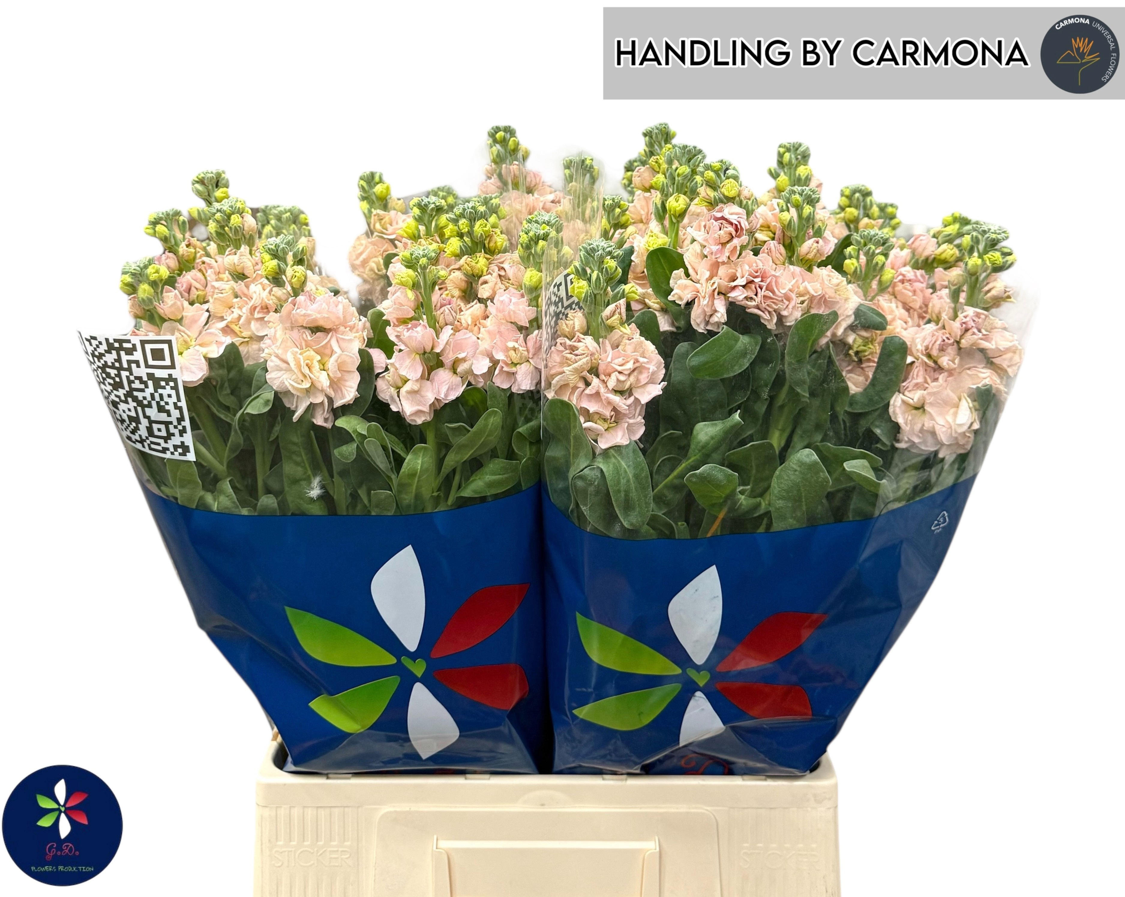 Matthiola Iron Apricot 70cm