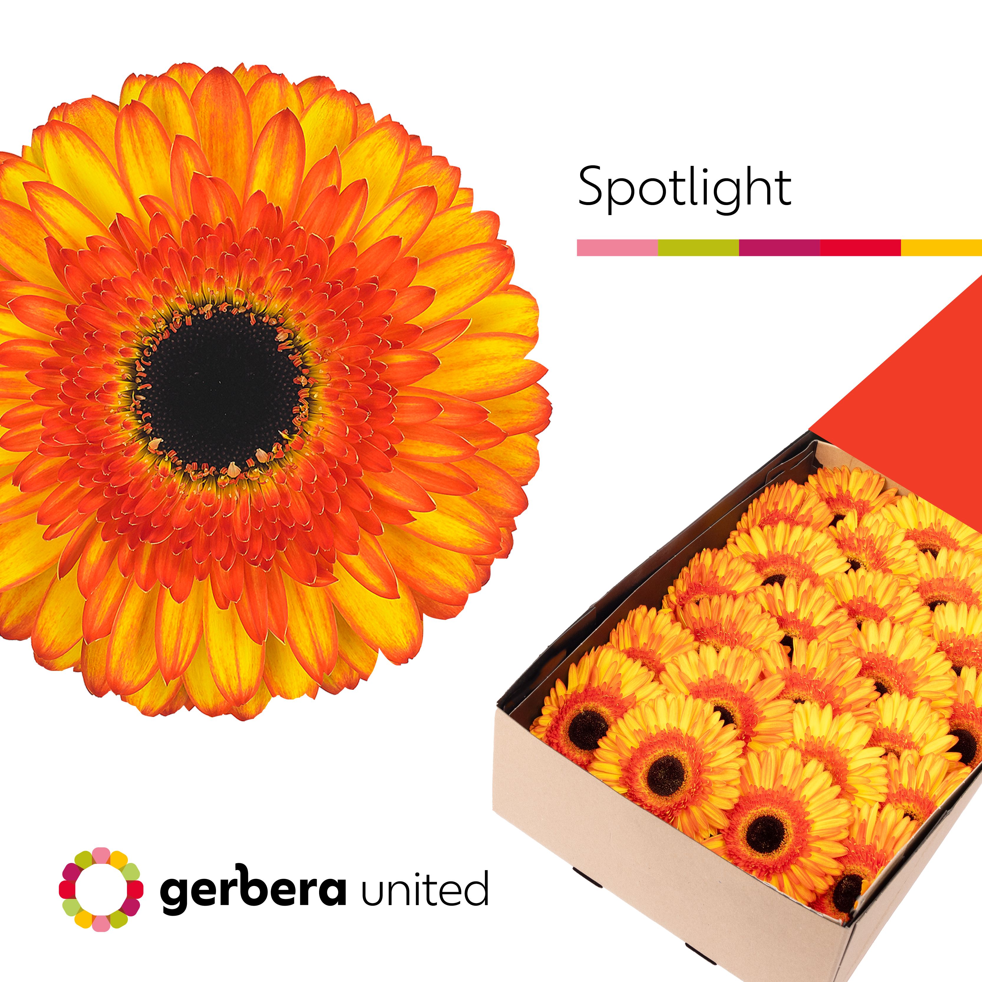 Gerbera Spotlight