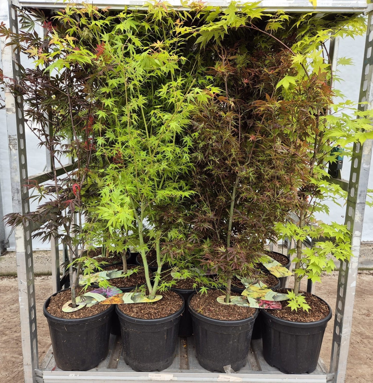 best plant fertilizer for indoor plants Professional Liquid Fiddle Leaf Fig Plant Fertilizer  Leaves and Soul
