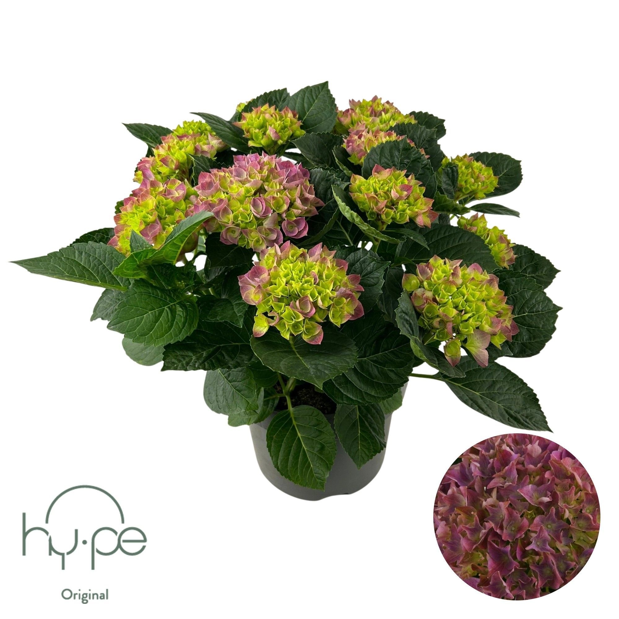 Hydrangea Mophead Purple 10+ | Hy-pe Original