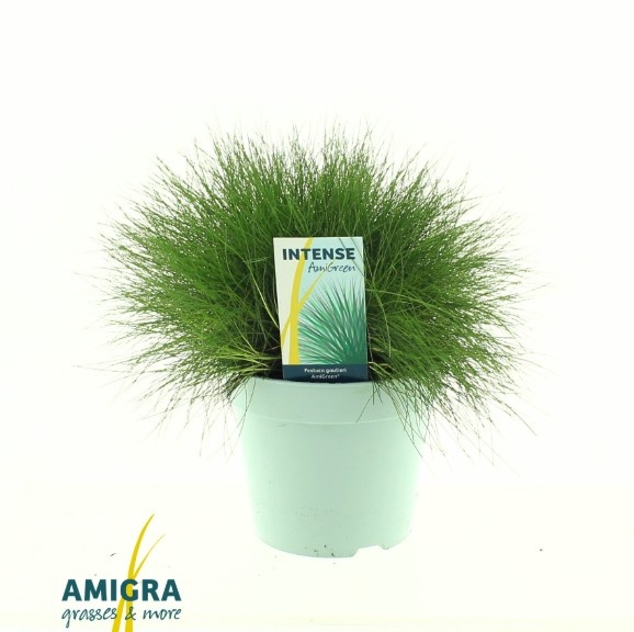 Picture of Festuca gautieri AmiGreen®