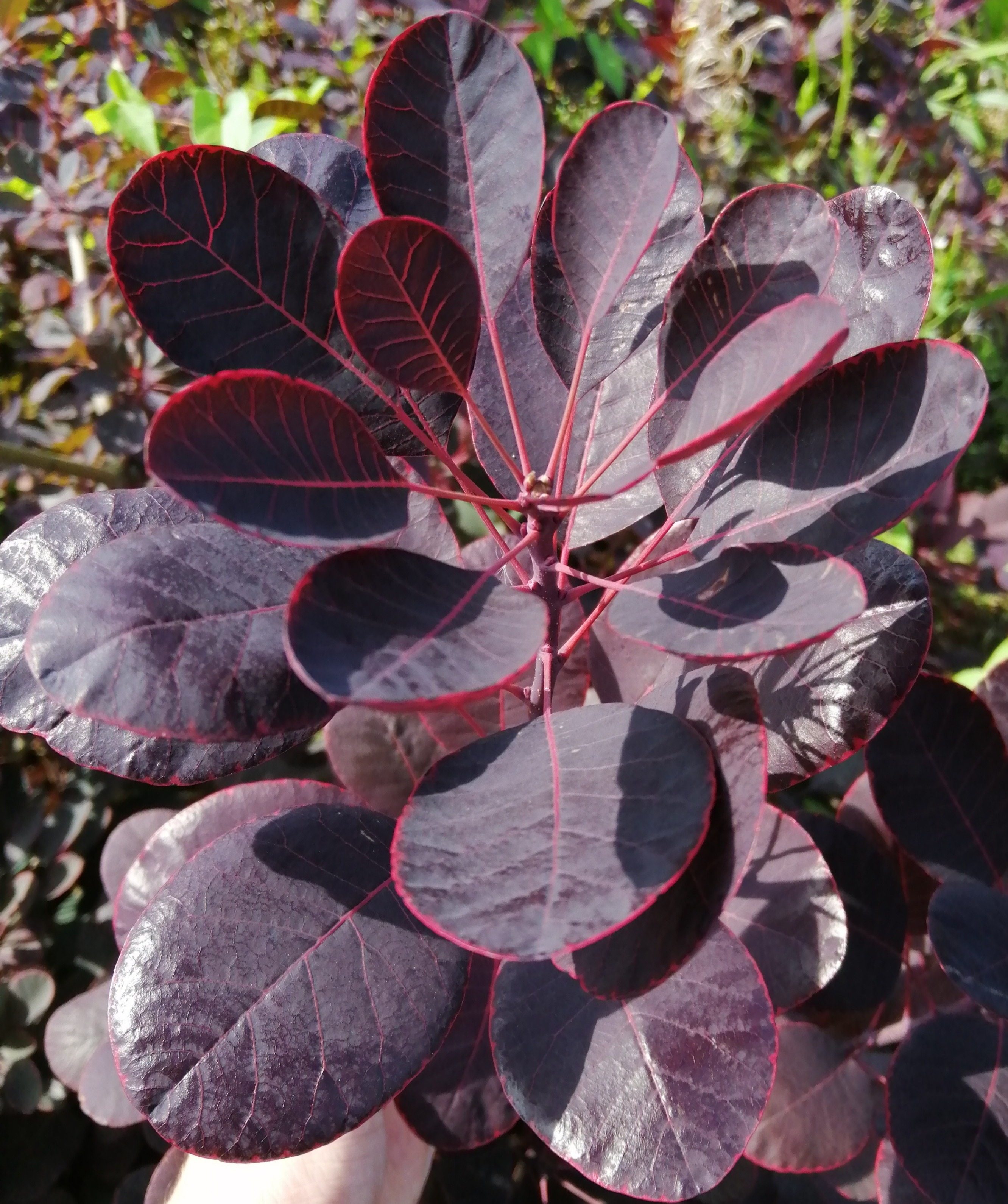 Picture of Cotinus cogg. 'Royal Purple' P19/C3