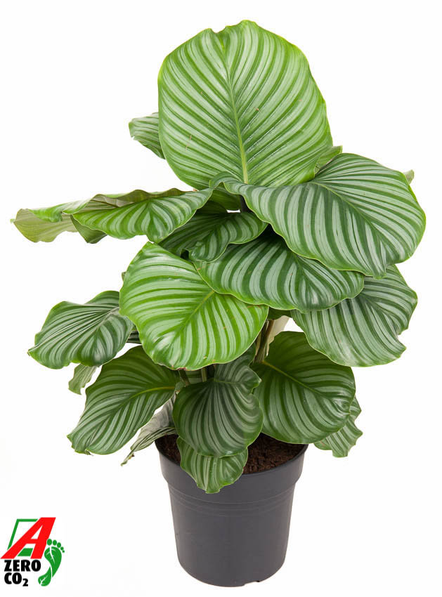 Picture of Calathea Orbifolia P24 70CM (LOOSE)