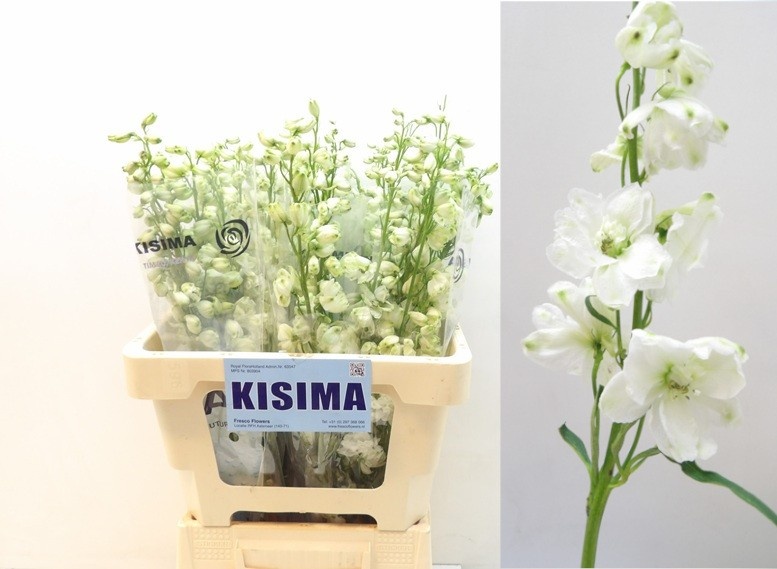 Delphinium Elatum Guard White 60cm