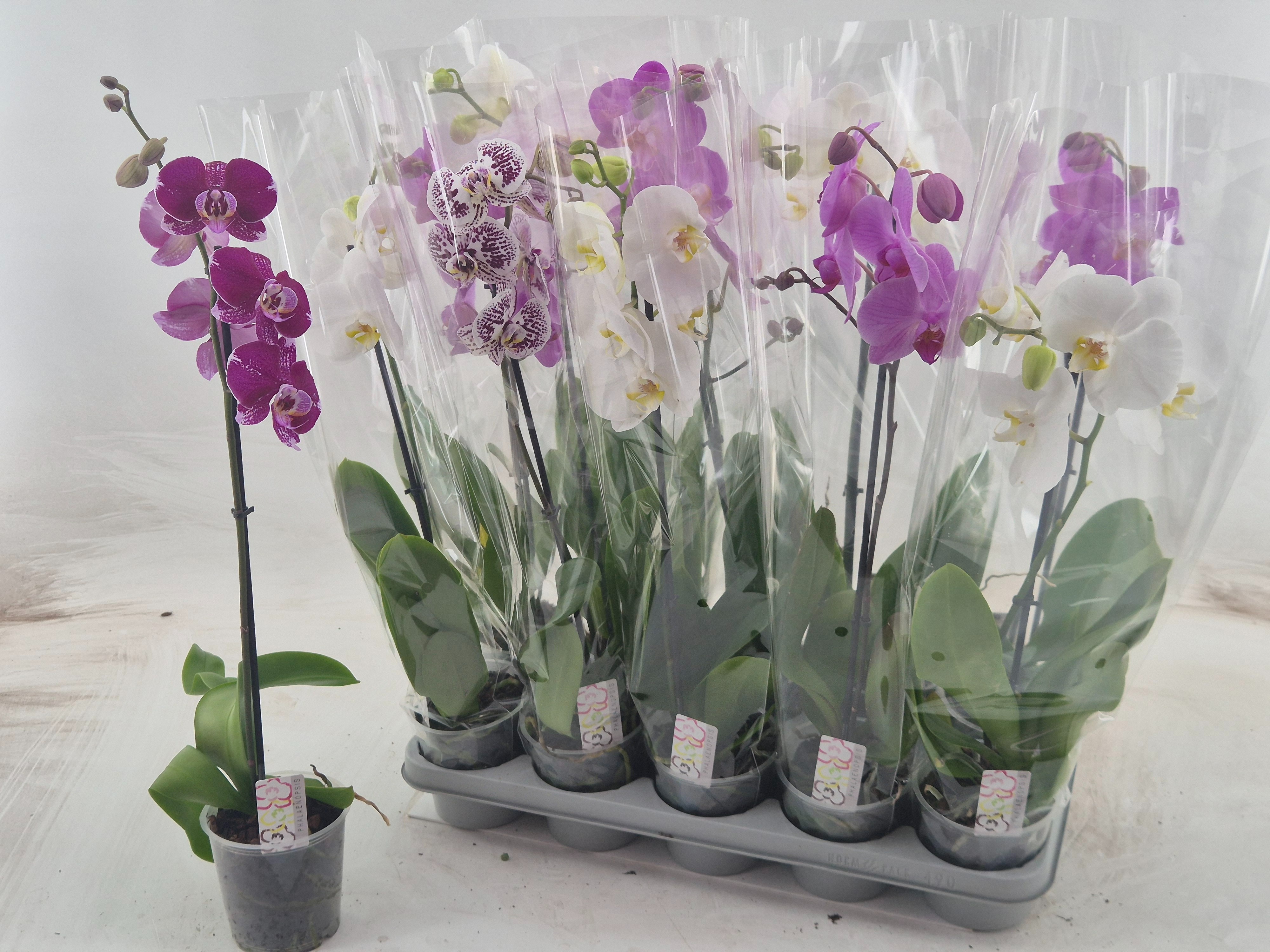 Phal Gem 12P 60H 1TAK 8bloem 23bloei