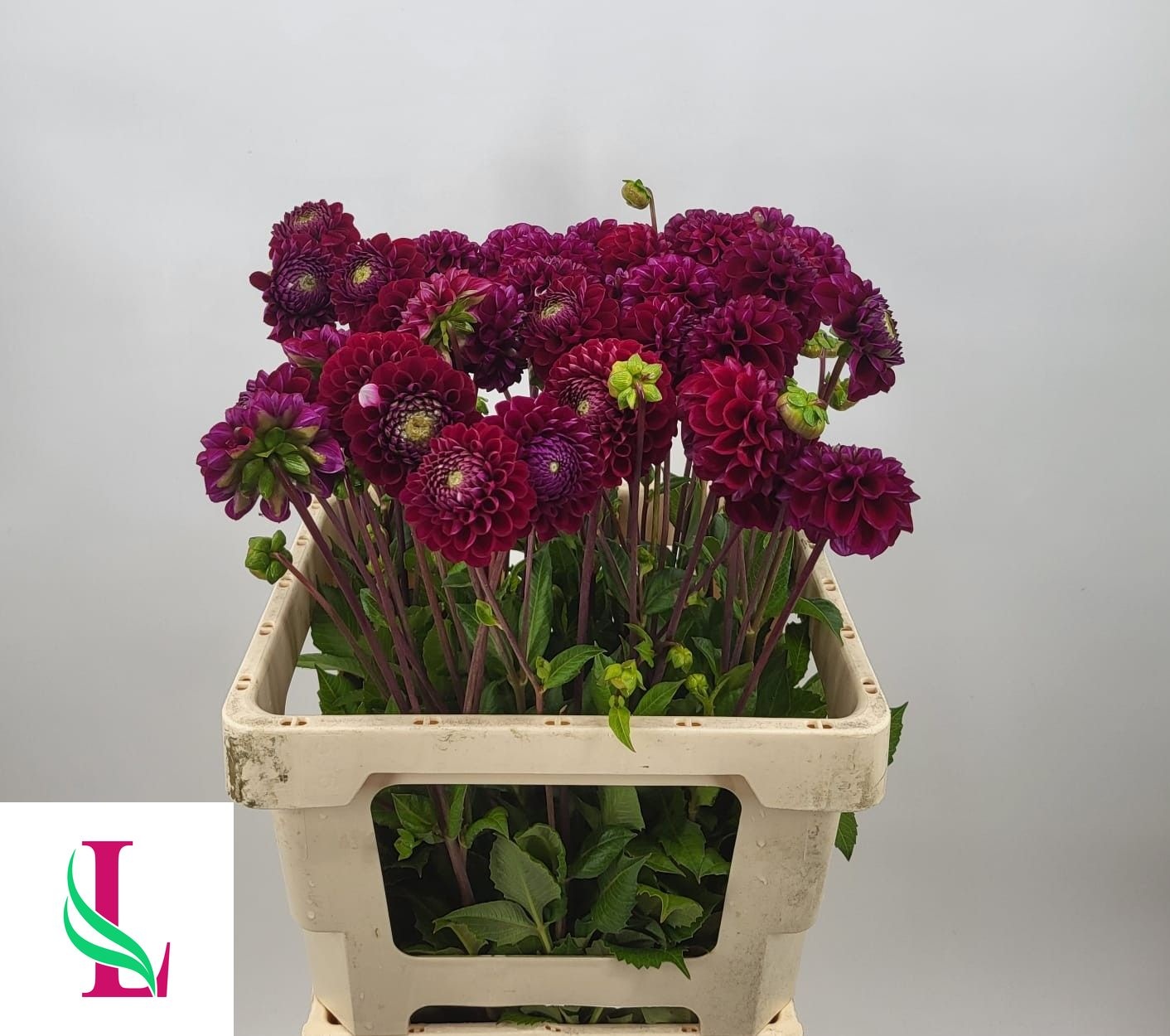 Dahlia Ivannetti 50cm