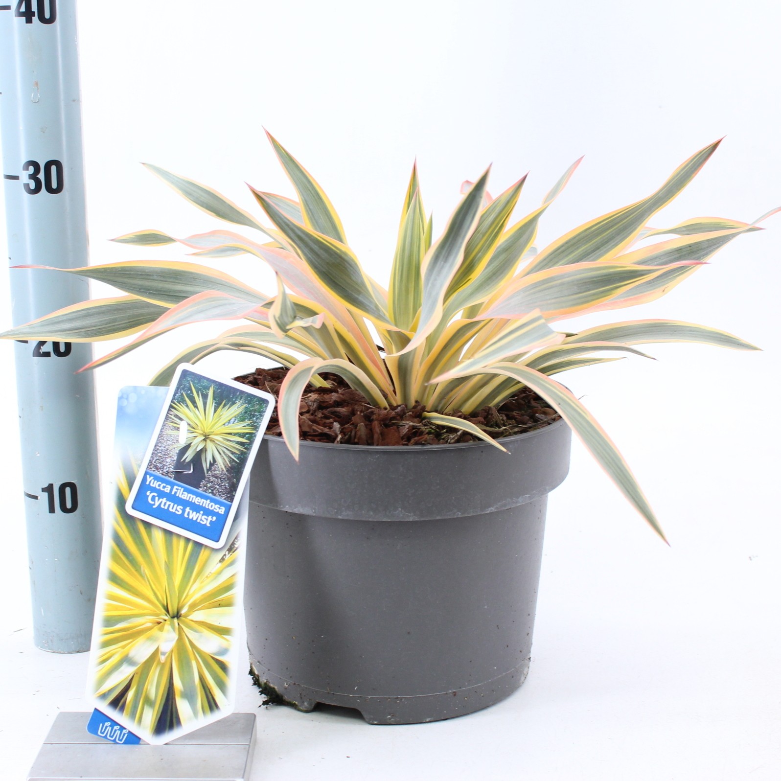 Picture of Yucca gloriosa Citrus Twist® P23 (5 Ltr)