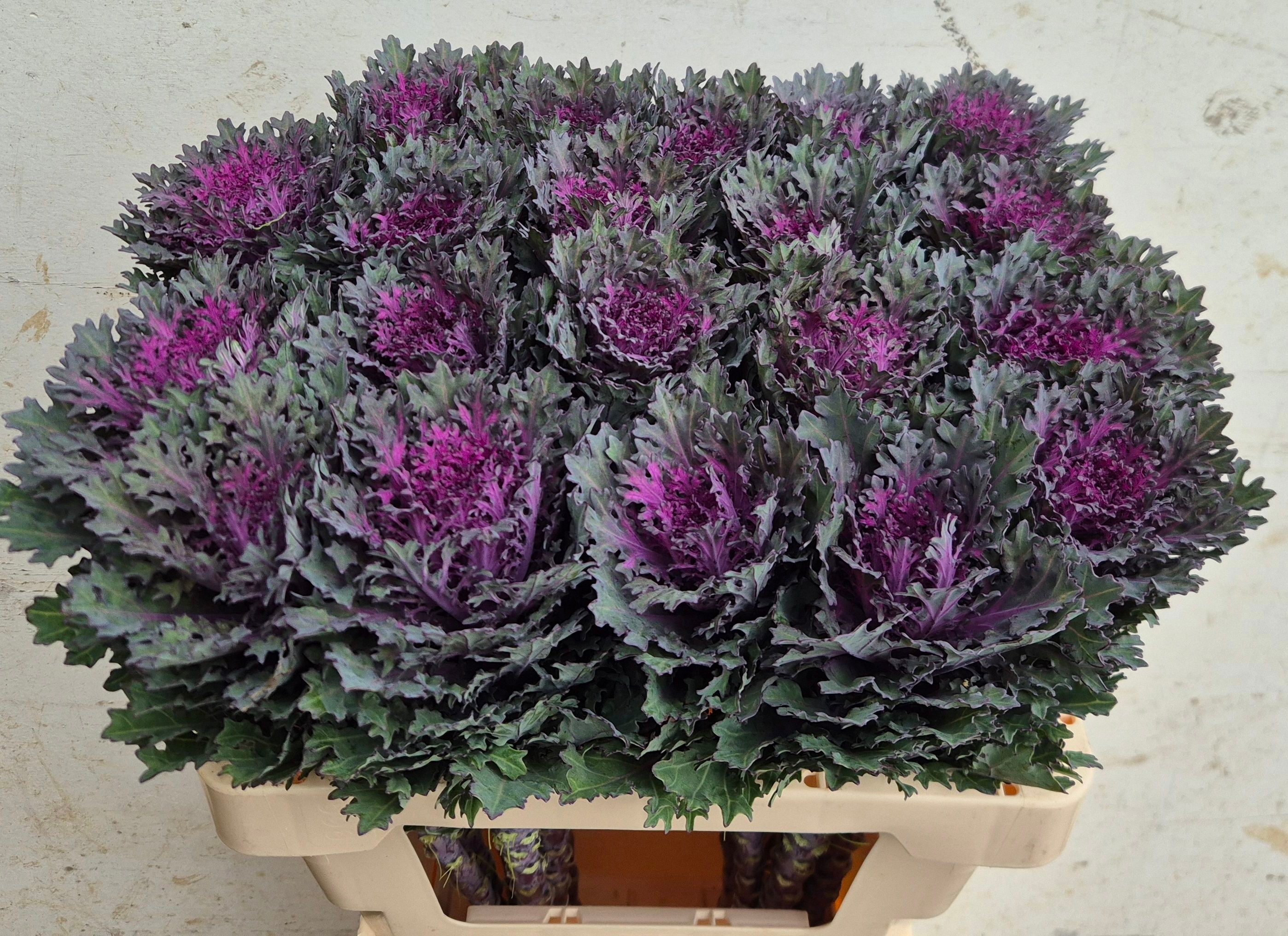 Brassica Crane Queen 50cm