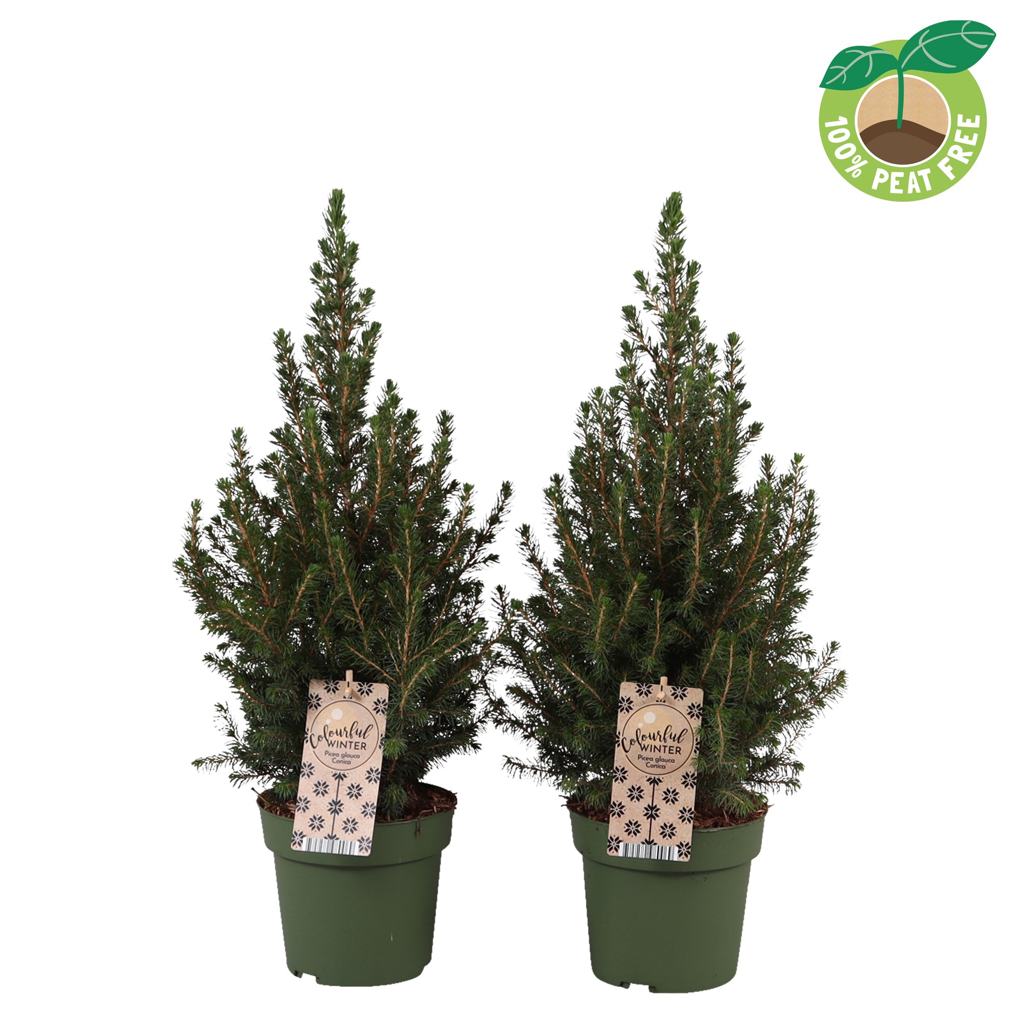 Picture of Picea glauca December P15 50CM