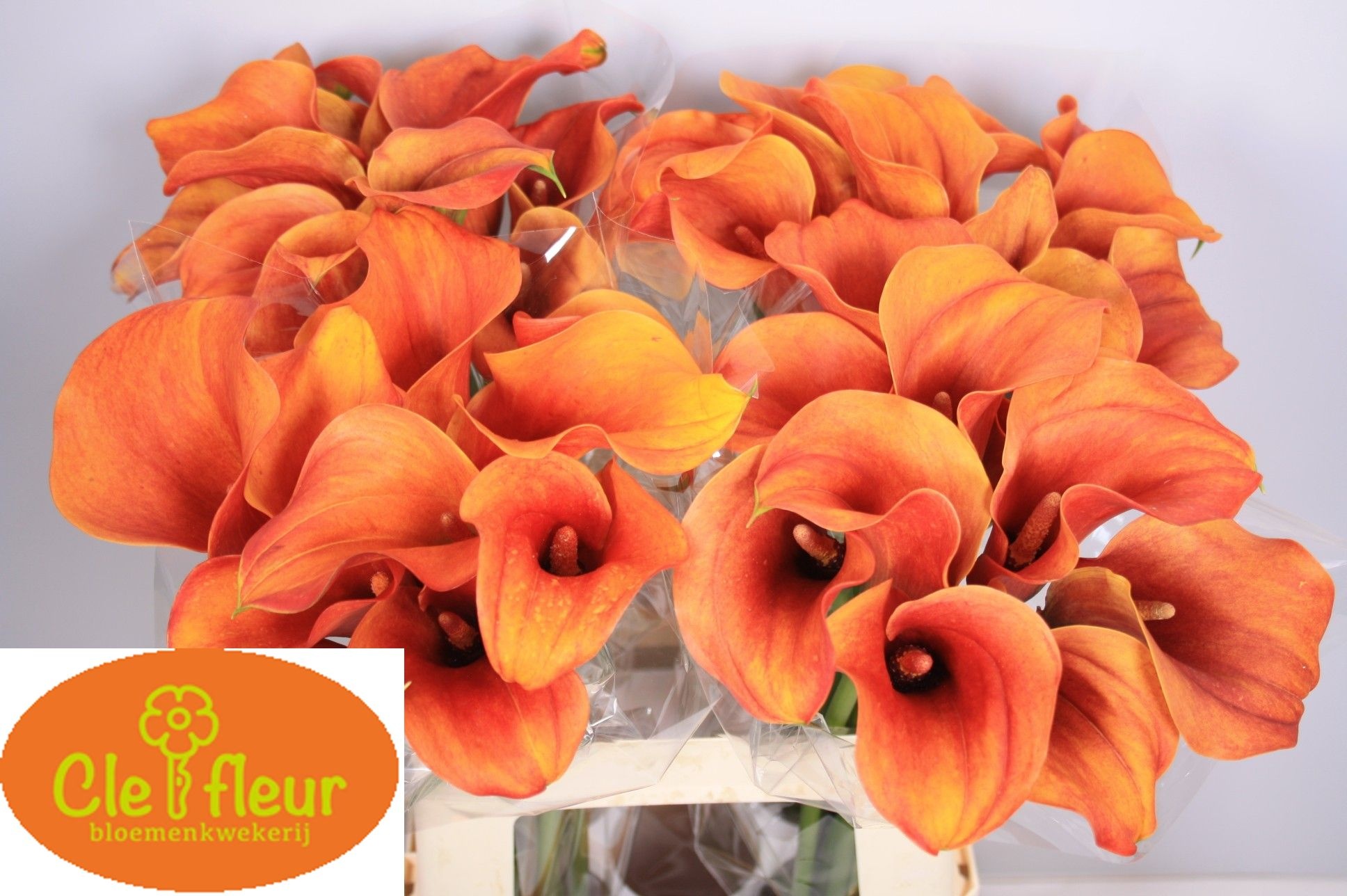 Calla Hot Shot 60cm