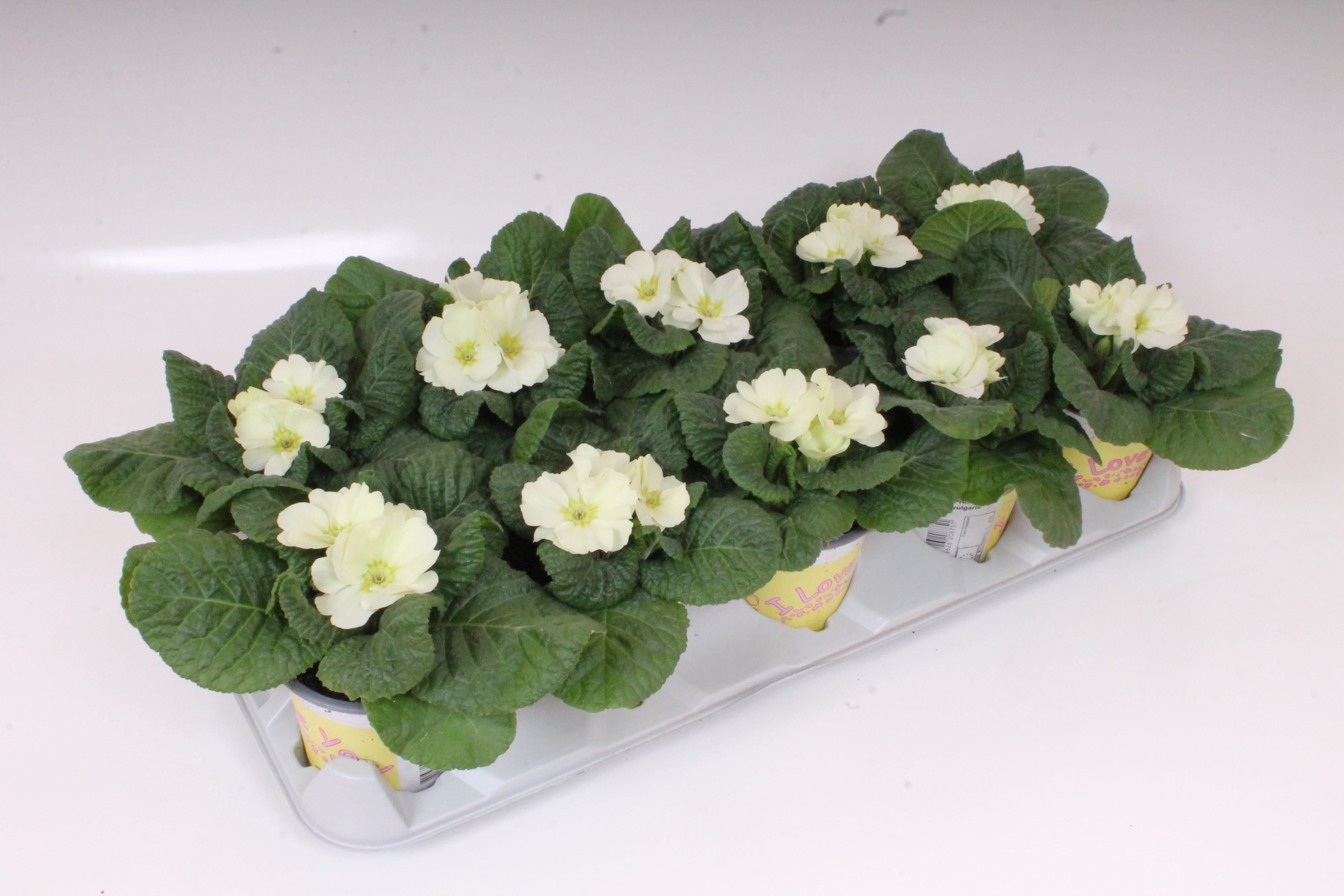 Picture of Primula ILY Specials - Candy Vanilla P11 15CM