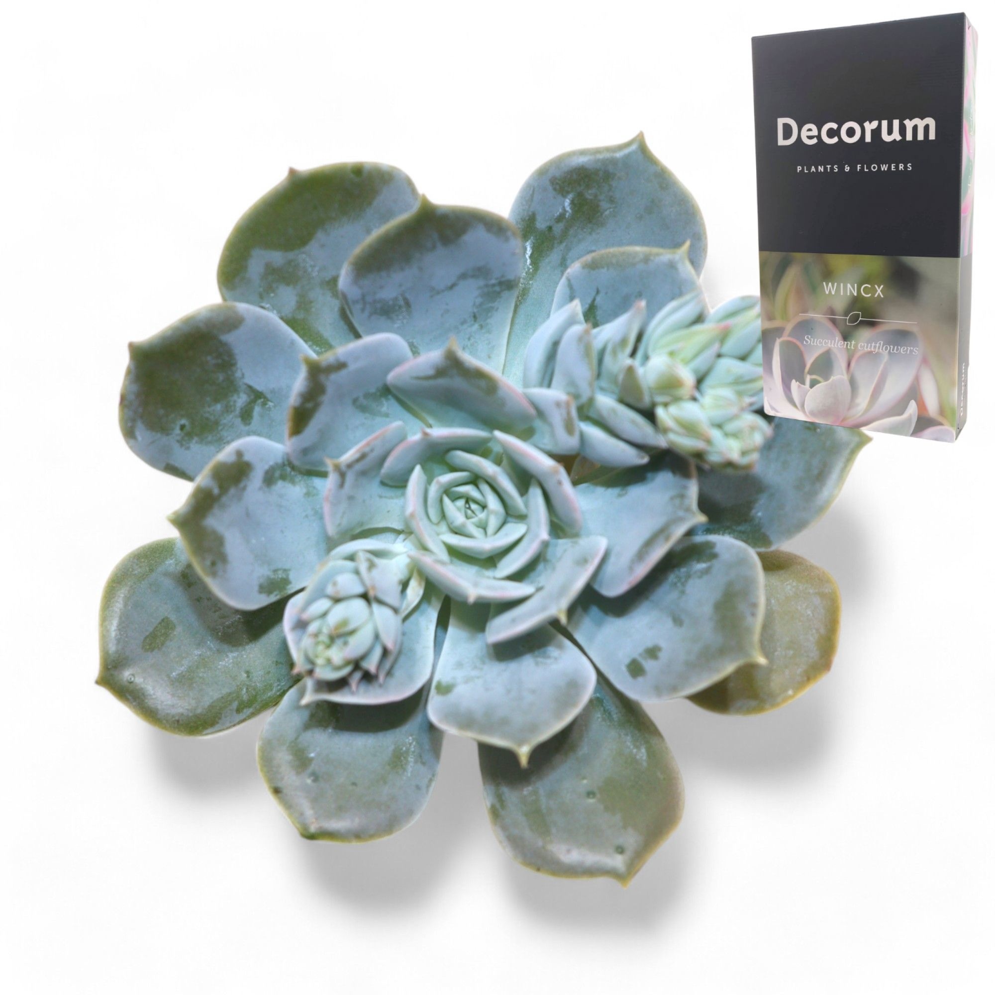 Echeveria Snowbunny Cutflower
