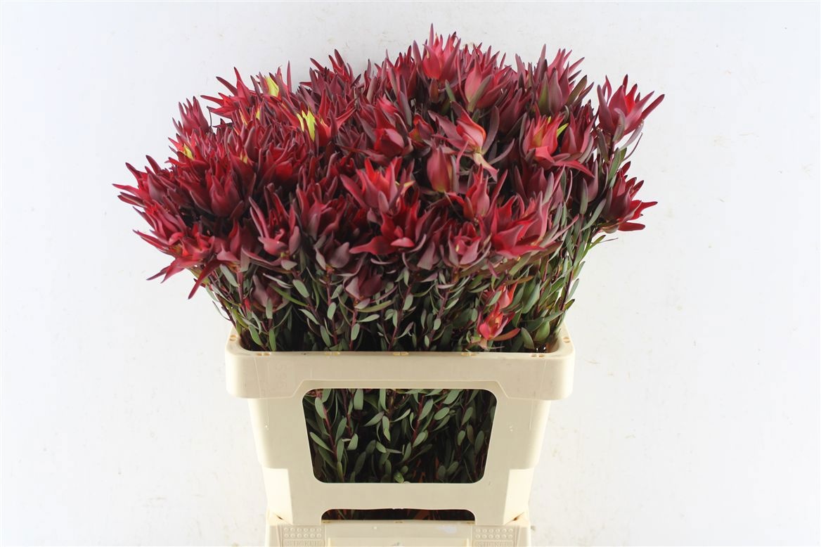 Leucad Sal Blush