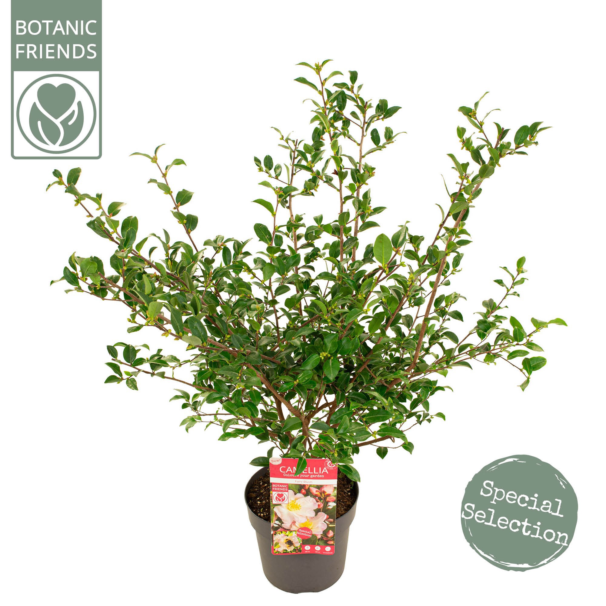 Camellia 'Fairy Blush' premium