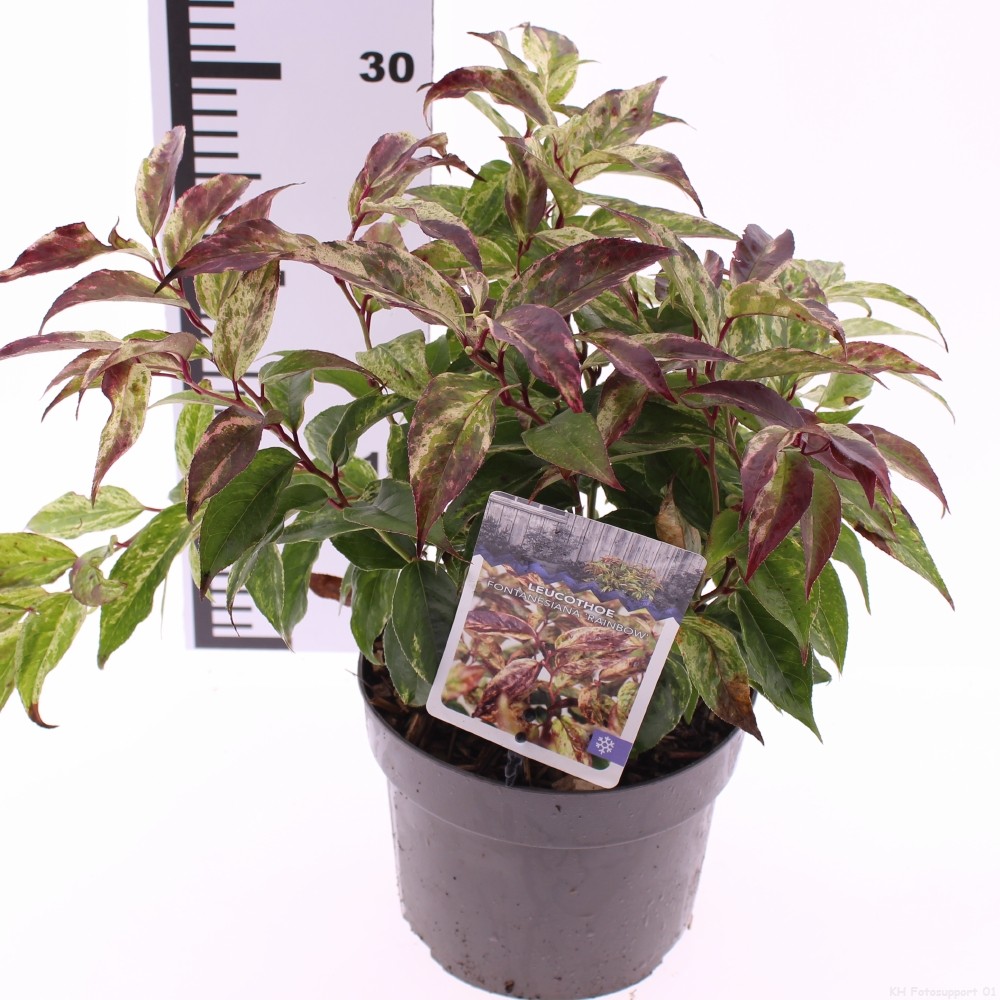 Picture of Leucothoe fontanesiana Rainbow P17 (2 Ltr)