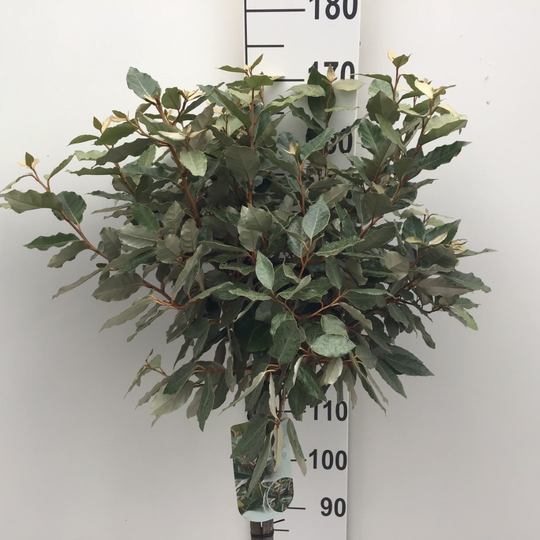 Picture of Elaeagnus ebbingei Compacta 120st P29 (10 Ltr) 120CM