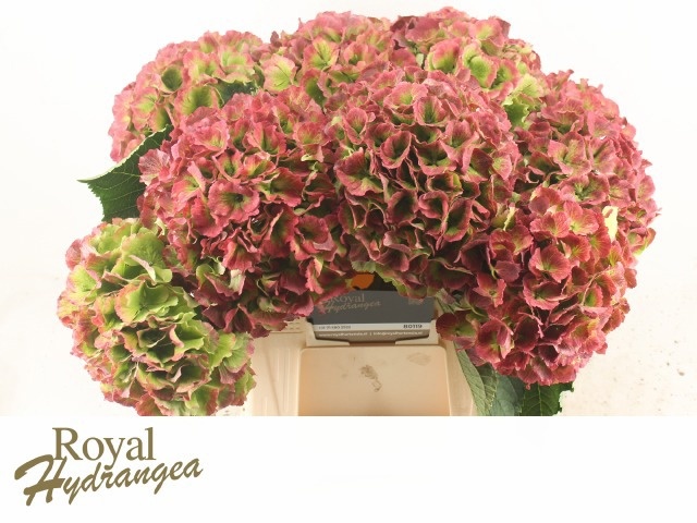 Hydrangea Verena Classic Pink 40cm 18Ø