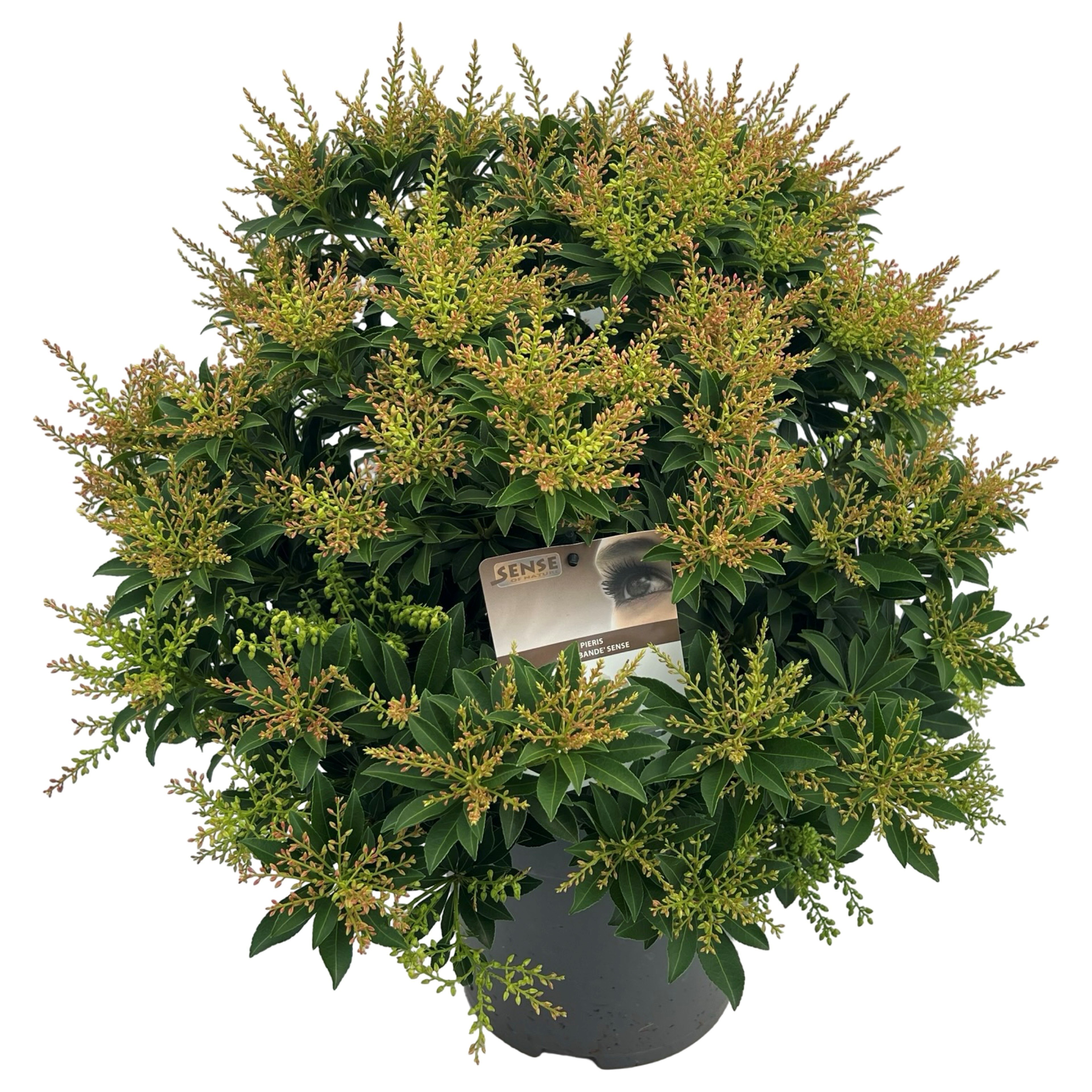 Pieris jap. 'Sarabande' sense