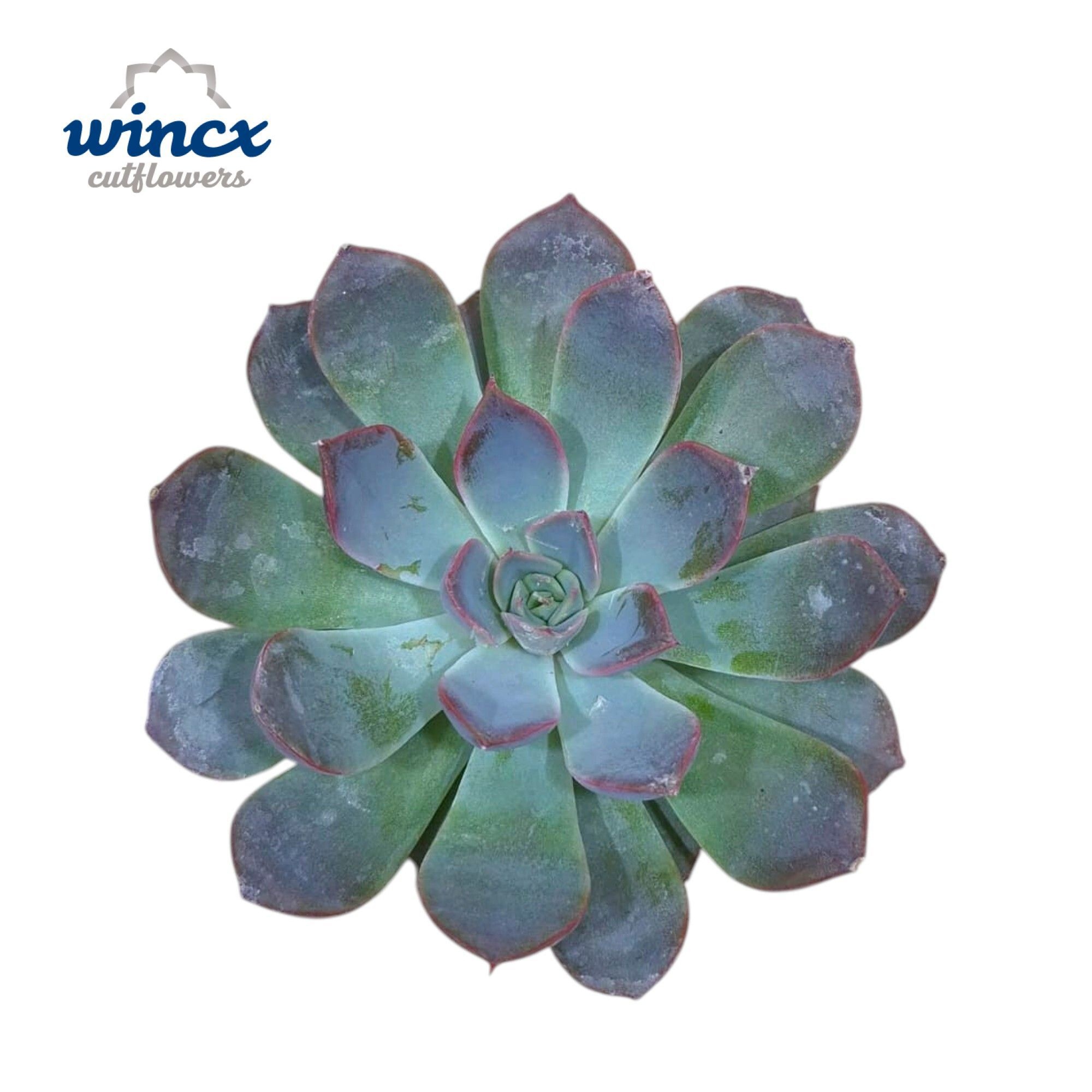 Echeveria Pink Edge Cutflower