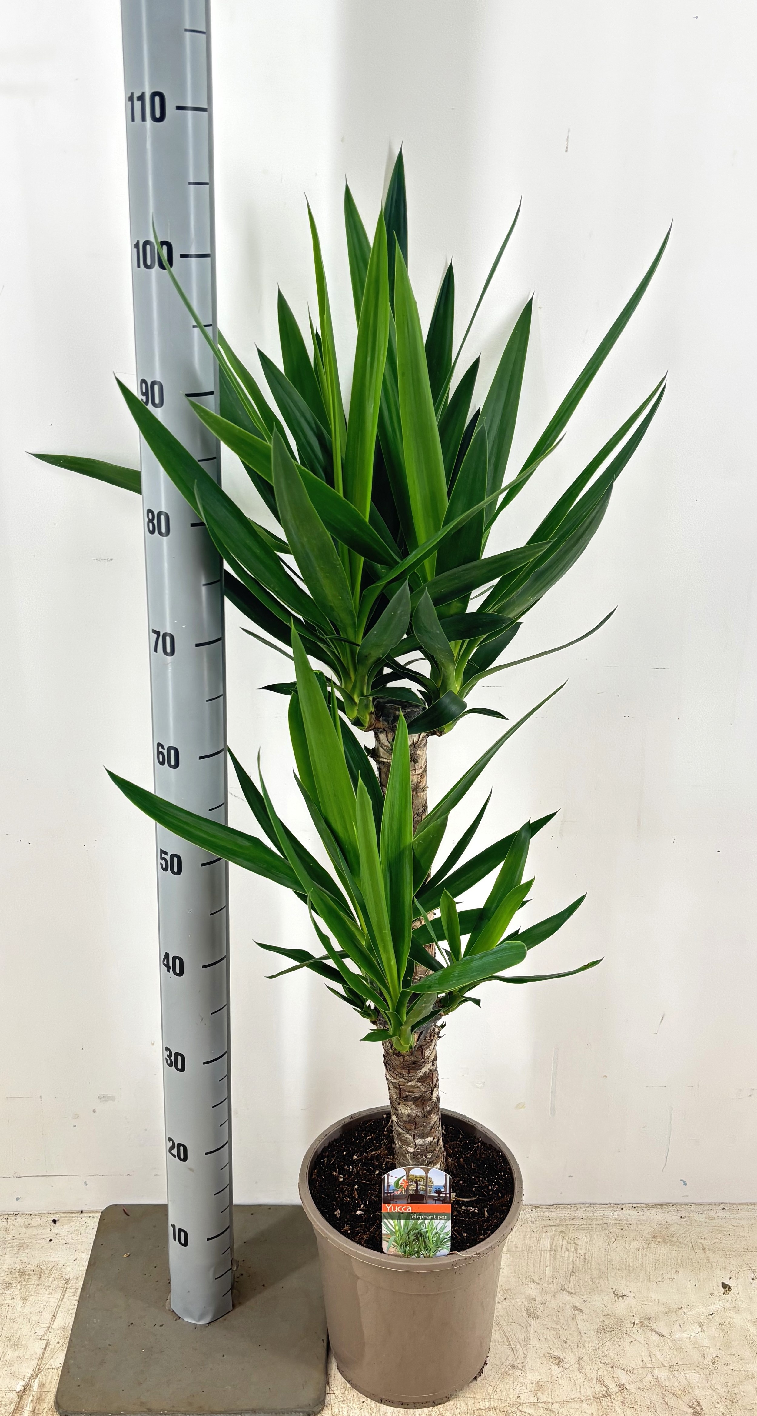 Yucca YUCCA | Gardenline